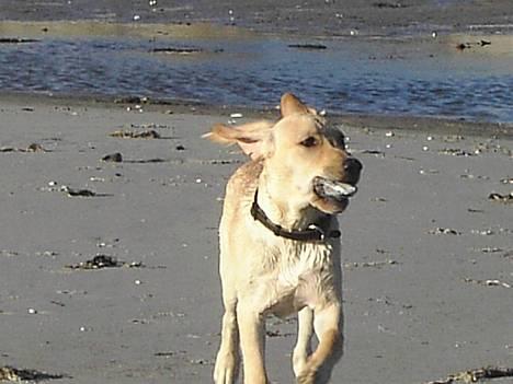 Labrador retriever (Formel 1) Kata - Træt kan vi også være  billede 8