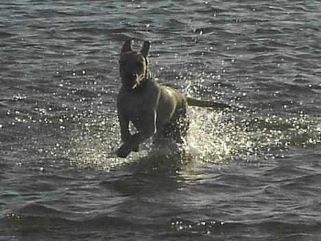 Labrador retriever (Formel 1) Kata billede 9
