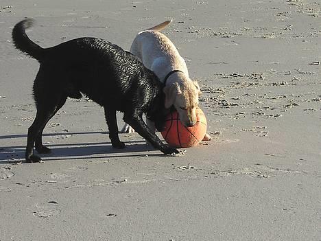 Labrador retriever (Formel 1) Kata billede 10