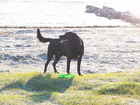 Labrador retriever (Formel 1) Kata - kata´s far Anton billede 11