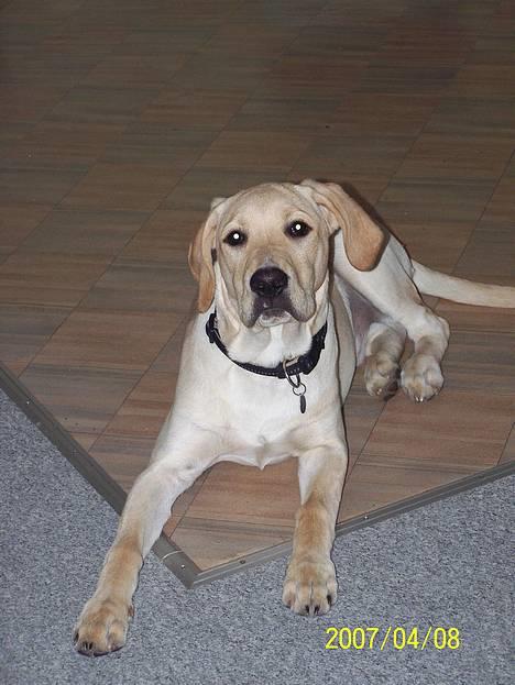 Labrador retriever (Formel 1) Kata billede 14