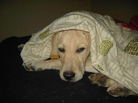 Labrador retriever (Formel 1) Kata - Træt kan vi også være  billede 15