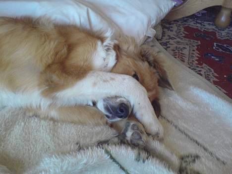 Border collie lady (død) R.I.P  - du skal ikke puste mig på snuden mor det kilder hehe billede 12