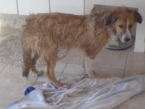 Border collie lady (død) R.I.P  - lady der lige har været i bad billede 13