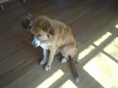 Border collie lady (død) R.I.P  - må jeg godt tage godbiden nu billede 14