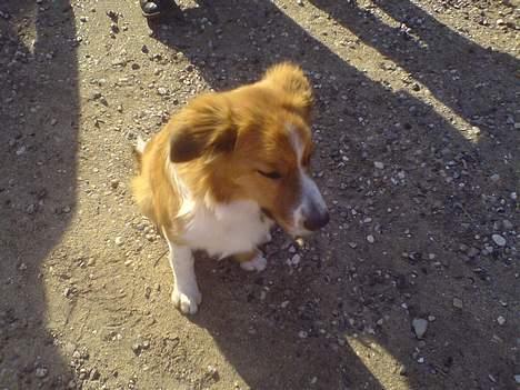 Border collie lady (død) R.I.P  - lady hehe billede 15