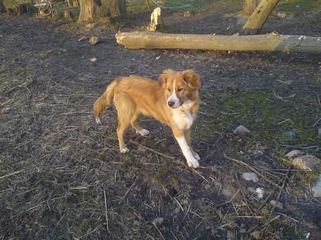 Border collie lady (død) R.I.P  - er der nogle der kaldte på mig billede 16