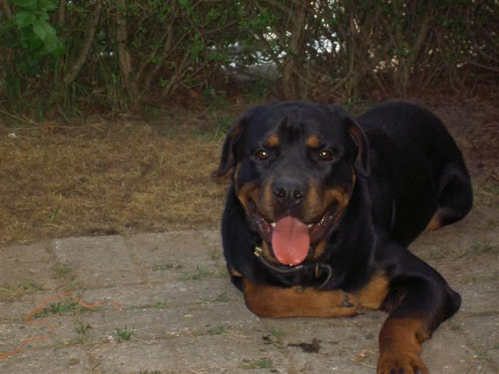 Rottweiler Tyson  R.I.P - Her er så et nyt billed af Tyson... billede 1