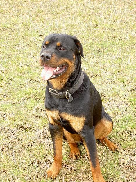 Rottweiler Tyson  R.I.P - Endnu et nyt billed af min lille Basse.... billede 2