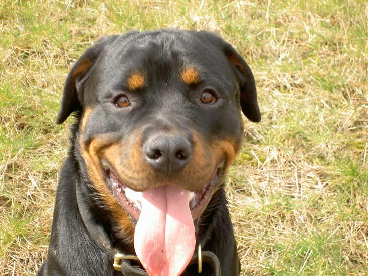 Rottweiler Tyson  R.I.P billede 3