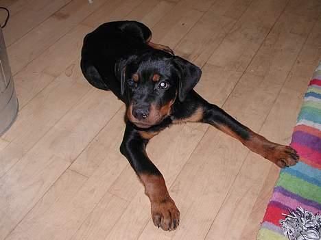 Rottweiler Tyson  R.I.P billede 4