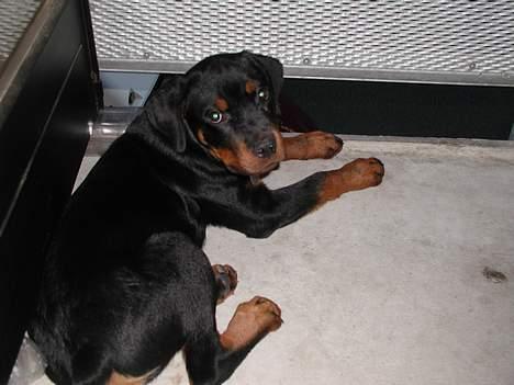 Rottweiler Tyson  R.I.P billede 5