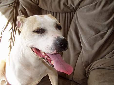 Amerikansk staffordshire terrier Ashare billede 12