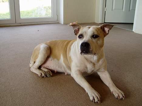 Amerikansk staffordshire terrier Ashare billede 13