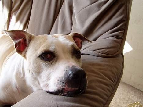 Amerikansk staffordshire terrier Ashare billede 14