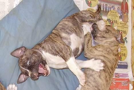 Amerikansk staffordshire terrier Nicki - Nicki som gremling... billede 11