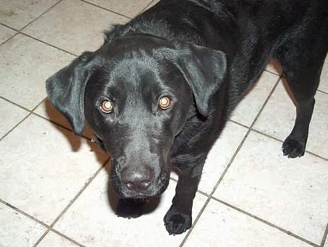 Labrador retriever Buster <3 billede 4