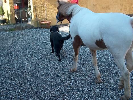 Labrador retriever Buster <3 - Buster gård tur med min ponni <33 billede 5