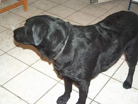 Labrador retriever Buster <3 billede 6