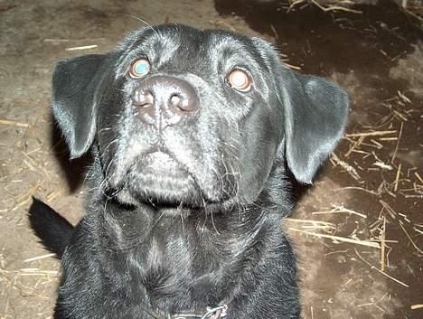 Labrador retriever Buster <3 billede 7