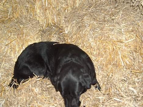 Labrador retriever Buster <3 billede 8