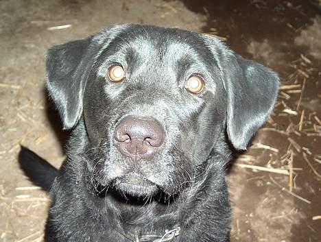 Labrador retriever Buster <3 billede 9