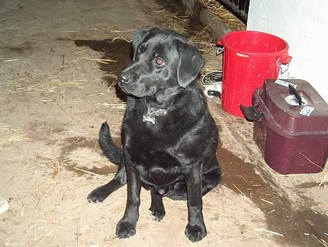 Labrador retriever Buster <3 billede 10