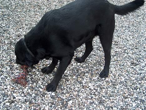 Labrador retriever Buster <3 billede 11