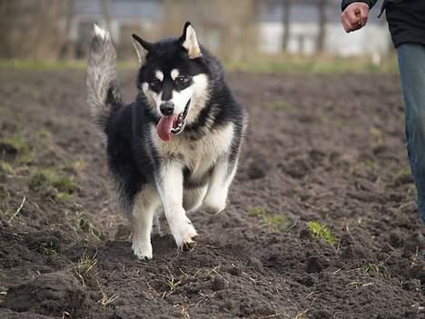 Alaskan malamute Jacky Demon billede 1