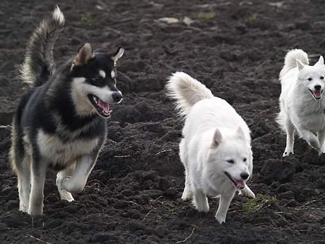 Alaskan malamute Jacky Demon billede 2