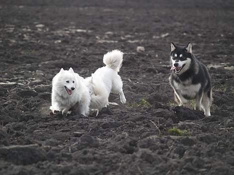 Alaskan malamute Jacky Demon billede 4