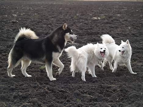 Alaskan malamute Jacky Demon billede 5