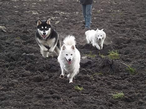 Alaskan malamute Jacky Demon billede 6