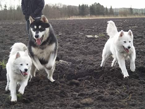 Alaskan malamute Jacky Demon billede 7