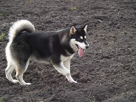 Alaskan malamute Jacky Demon billede 8