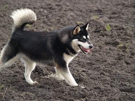 Alaskan malamute Jacky Demon billede 9