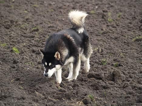 Alaskan malamute Jacky Demon billede 10