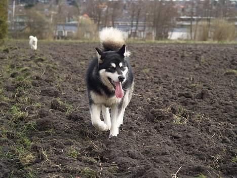 Alaskan malamute Jacky Demon billede 11