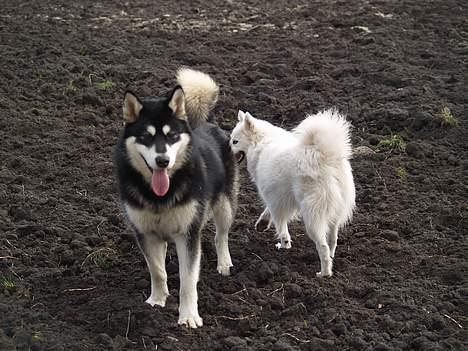 Alaskan malamute Jacky Demon billede 12