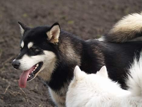 Alaskan malamute Jacky Demon billede 13