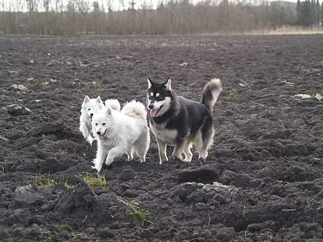 Alaskan malamute Jacky Demon billede 14