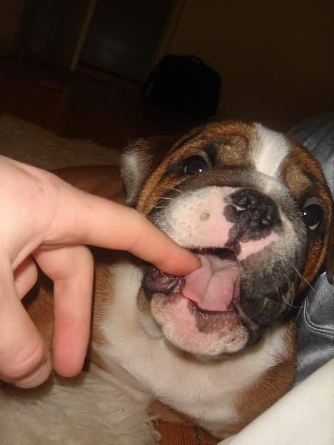 Engelsk bulldog Albert billede 6