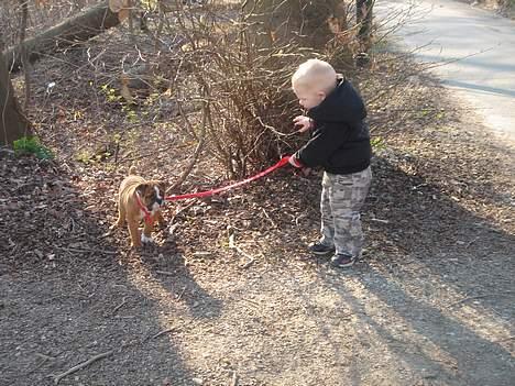 Engelsk bulldog Albert billede 7