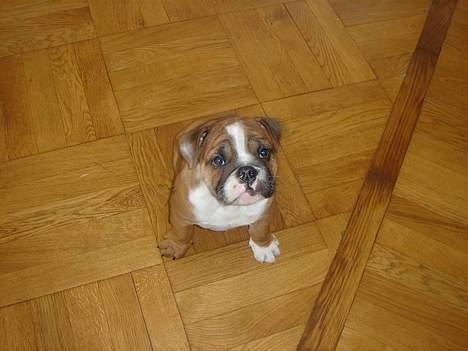 Engelsk bulldog Albert billede 8