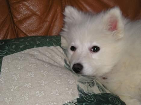 Japansk spids sif billede 11