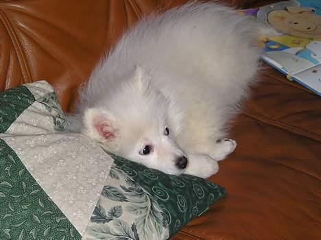 Japansk spids sif billede 12