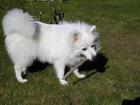 Japansk spids sif billede 13