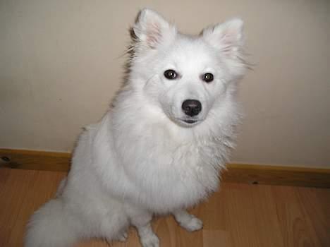 Japansk spids sif billede 14