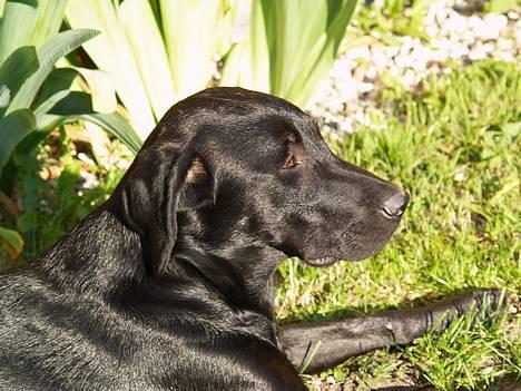 Labrador retriever Signe billede 1