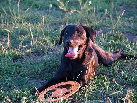 Labrador retriever Signe billede 2